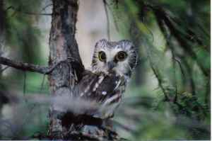 Adult Male Northern Saw-whet Owl