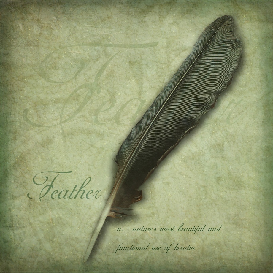 Feather by Heather Hinam
