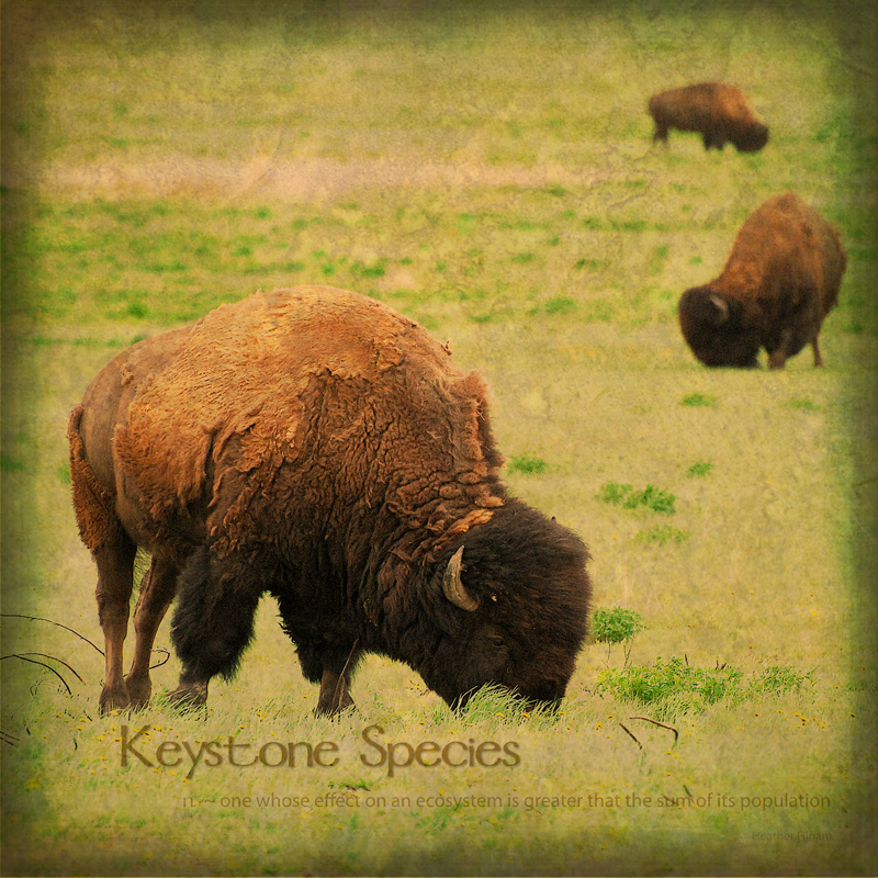 Plains Bison and Keystone Species by Heather Hinam